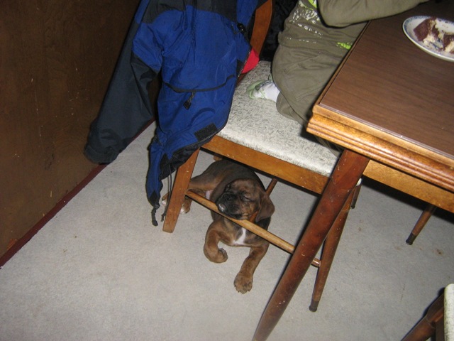 Dublin resting his head