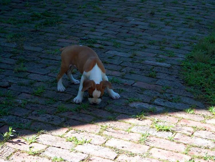 Duce at 8 wks. old