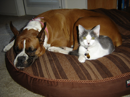 Duchess with her kitty, little "Hazzard"
