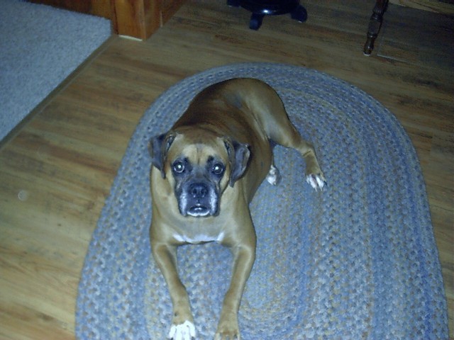 Duchess