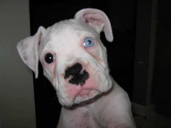 Duchess
