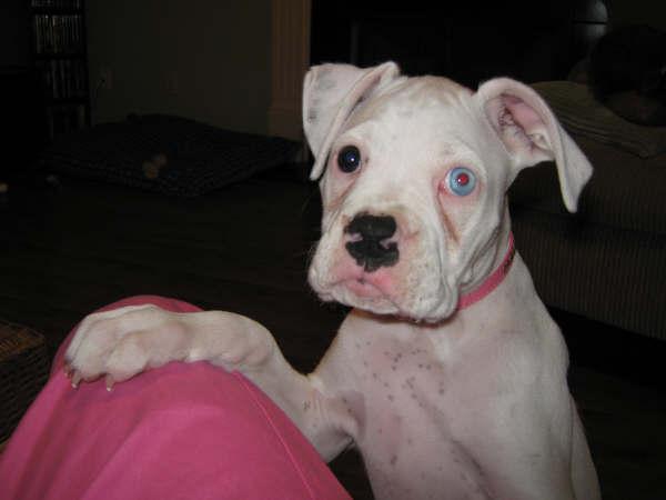 Duchess