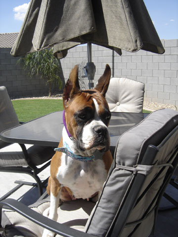 duchinchair