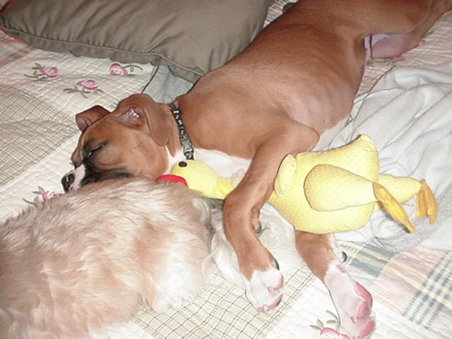 Duckys my favorite toy