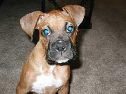 dugan
