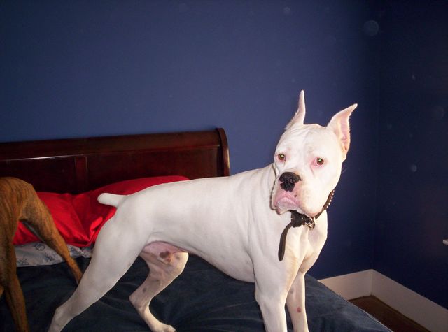 Duke 2yrs old