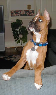 Duke ( 3 1/2 months)