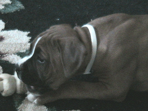 Duke @ 9 weeks