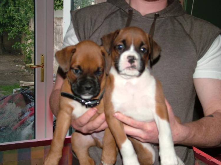 Duke and Bear