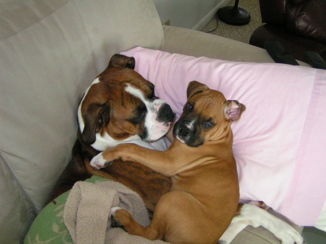 Duke and Bogart