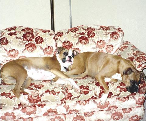 Duke and Didi