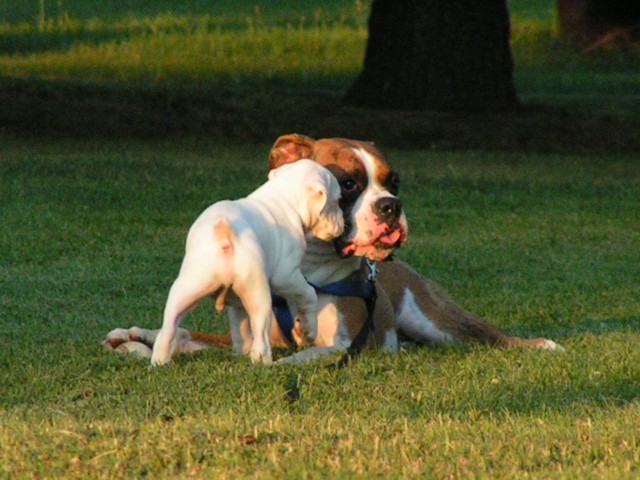 Duke and his new brother Tyson