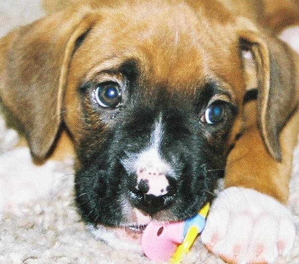 Duke and his passie!