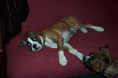 Duke and Mack 2