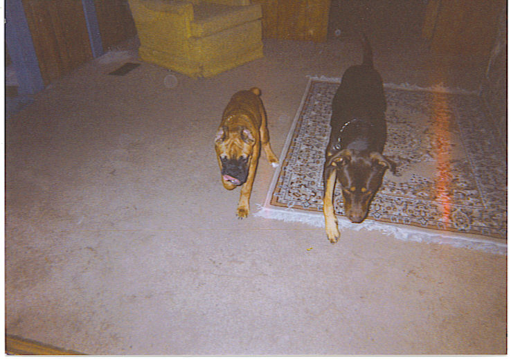 Duke and roxie..double trouble!
