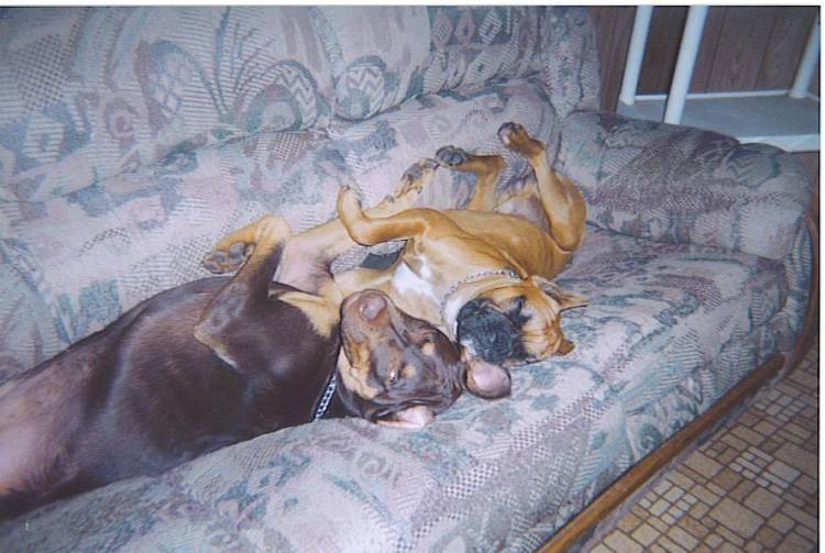 Duke and Roxie sleeping on THEIR COUCH.