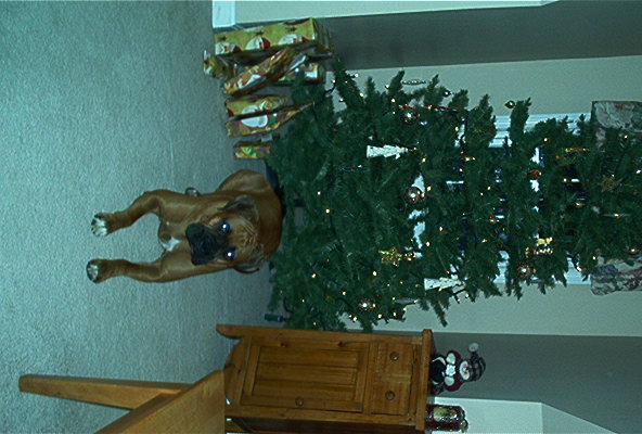 Duke and the christmas tree