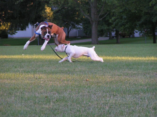 Duke and Tye