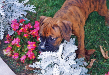 duke as a Puppy