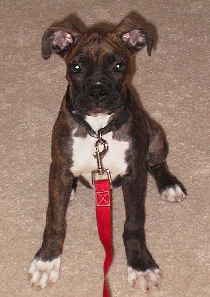 Duke at 14 weeks