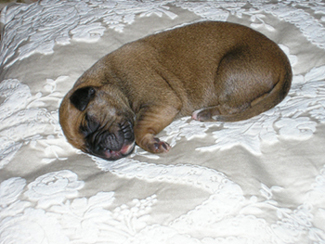 Duke at 3 days old!