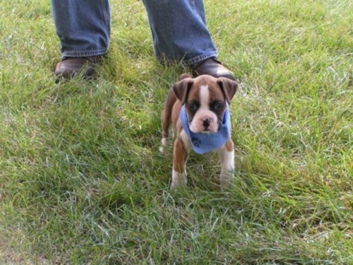 Duke at 8 weeks