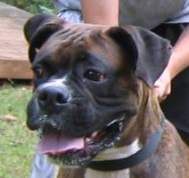 Duke at last years boxer bash in GA