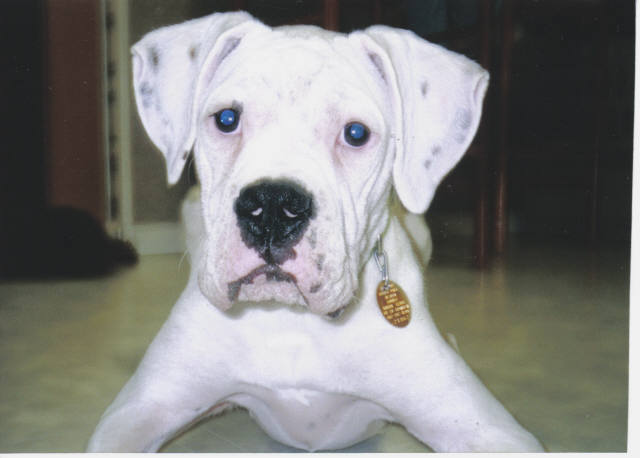 duke being cute
