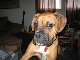 duke; first day at home after being rescued