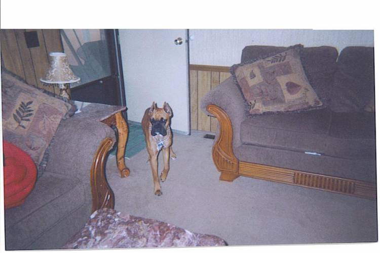 Duke in front of the door.