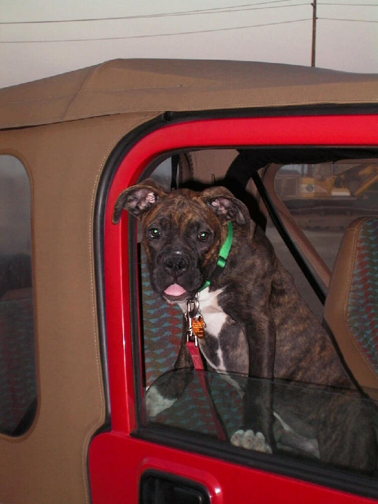 Duke in my Jeep :-)