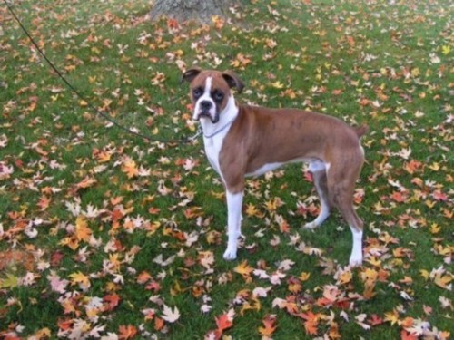 Duke in the leaves