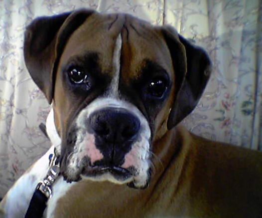 Duke is a Big Boy Now!