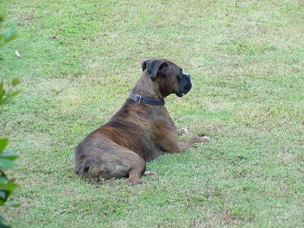 Duke laying in the grass