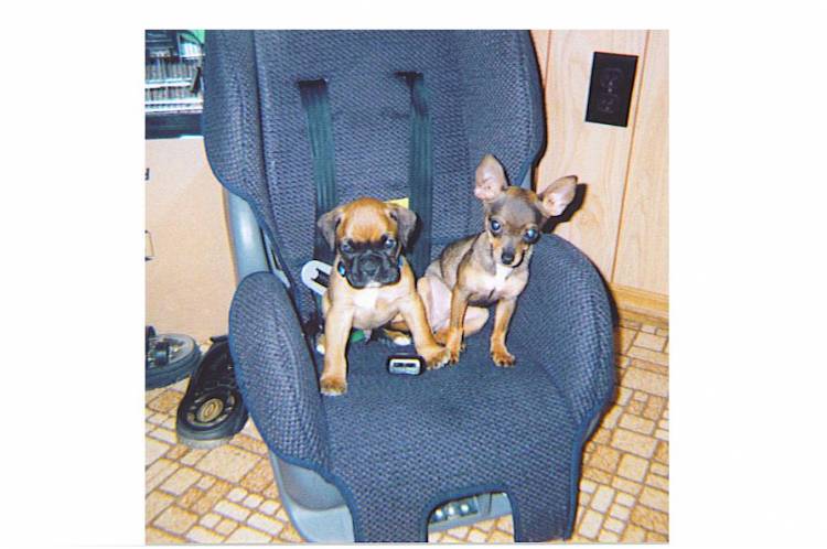 Duke on left and junior on right.