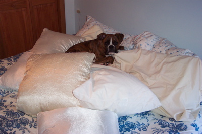 Duke on Pillows