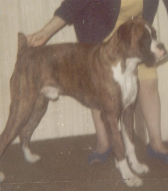 Duke...one of Sheanas puppies