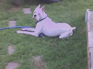 Duke outside