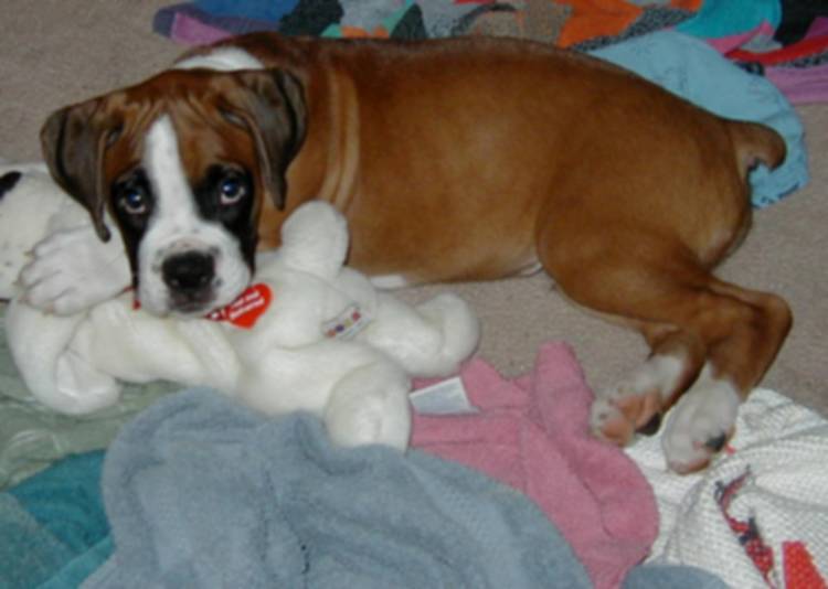 Duke playing