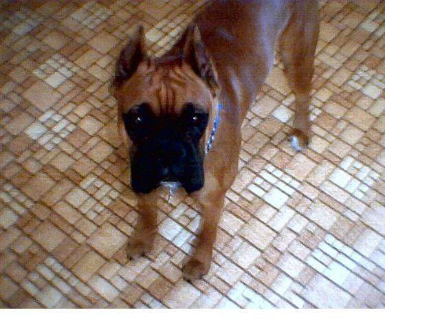 Duke posing. 9.5mths old