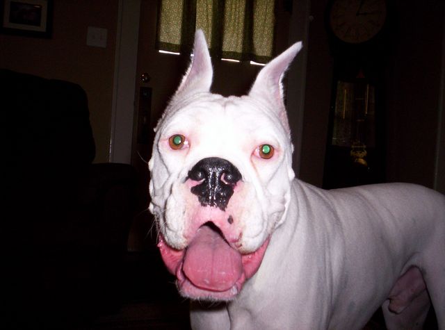 Duke smiling for the camara!