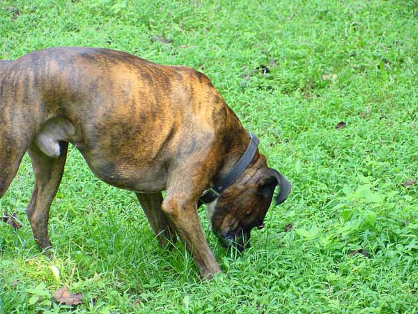 Duke sniffing the grass!