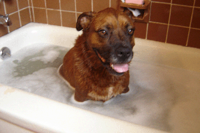 Duke Takin a Bath
