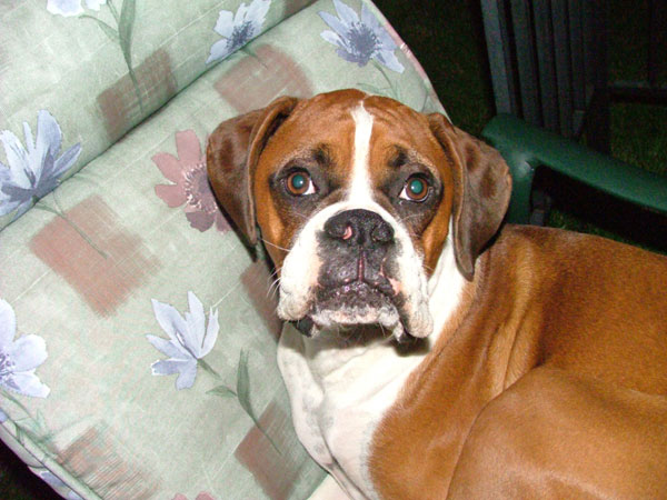 Duke the one that is Lukes cousin