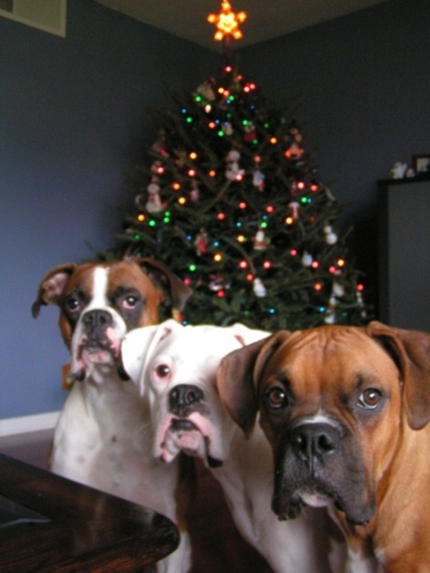 Duke, Tyson and Little Bit