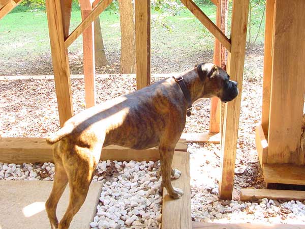 Duke under the deck!
