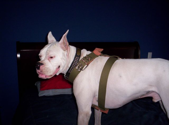 Duke wearing his new harness