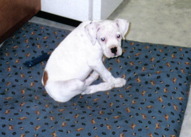 duke when he was a puppy