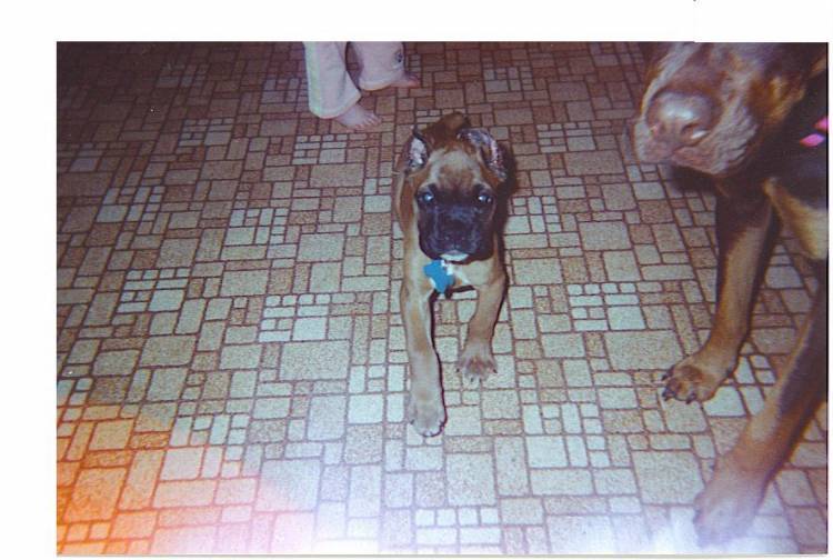Duke when we had his ears done.