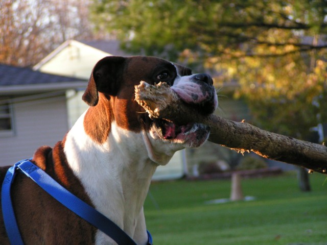 Duke with his favorite toy ever!